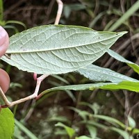 Persicaria chinensis (L.) H.Gross